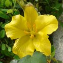 Fremontodendron californica